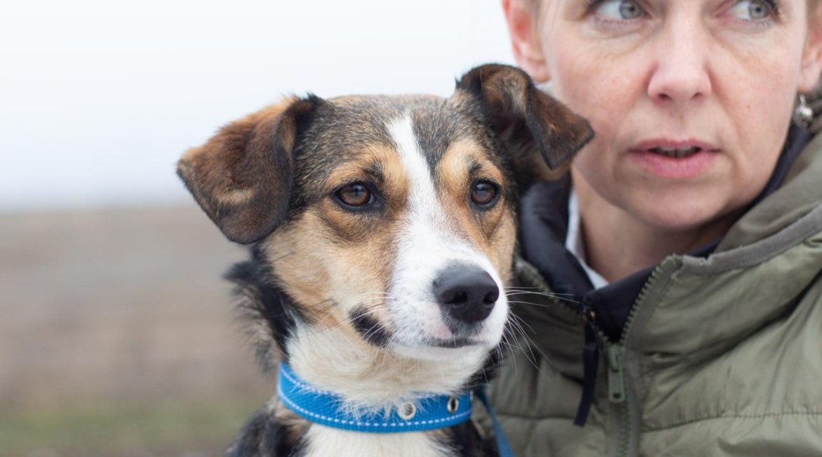 Chiens à adopter